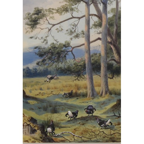 379 - John Cyril Harrison (1898-1985)
A pair, Breaking Cover, Melanistic Pheasant, and Blackcock Displayin... 