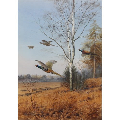 379 - John Cyril Harrison (1898-1985)
A pair, Breaking Cover, Melanistic Pheasant, and Blackcock Displayin... 