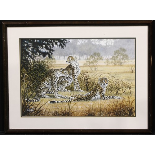 570 - H. Rawson (English School, 20th century) 
A Coalition of Cheetahs 
signed, dated 1995, gouache, 46cm... 