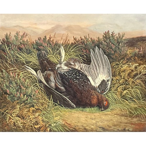 348 - Benjamin Hold (1847-1917)
A pair, Scottish Grouse,
signed, dated 1898, 41.5cm x 51cm