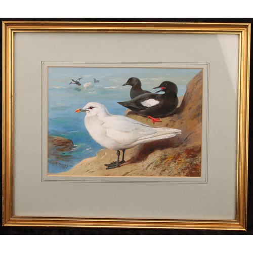 481 - Archibald Thorburn (1860-1935)
Gulls,
signed, dated 1926, watercolour, 20cm x 29cm