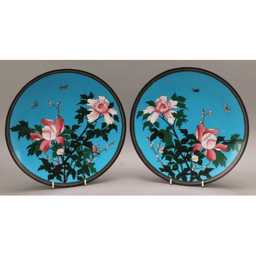 1376 - A pair of Japanese cloisonne circular chargers, decorated with flowers and insects on a bloue ground... 