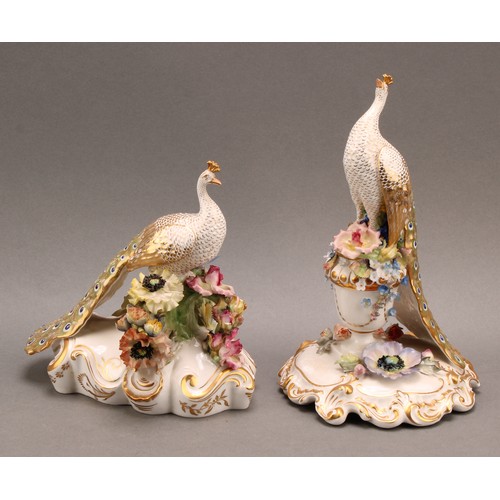 202 - A Royal Crown Derby porcelain model, of a Peacock, standing on a flower encrusted urn, tail down, pa... 