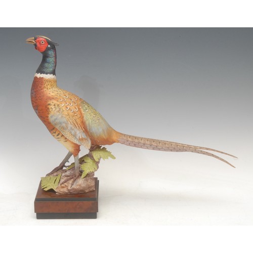 135 - A pair of Royal Worcester porcelain models, Ring-Necked Pheasant Male and Female, modelled by R. Van... 