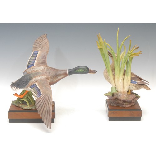 134 - A pair of Royal Worcester porcelain models, Mallard Male and Female, modelled by R. Van Ruyckevelt, ... 