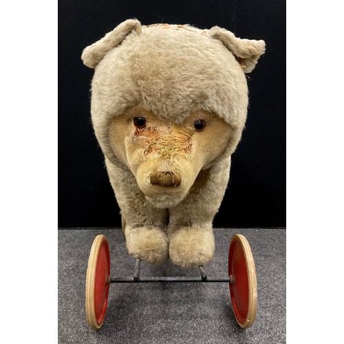 6527 - A mid 20th century Ride on Bear, possibly steiff, glass eyes, shaped snout, wood wool stuffing, meta... 