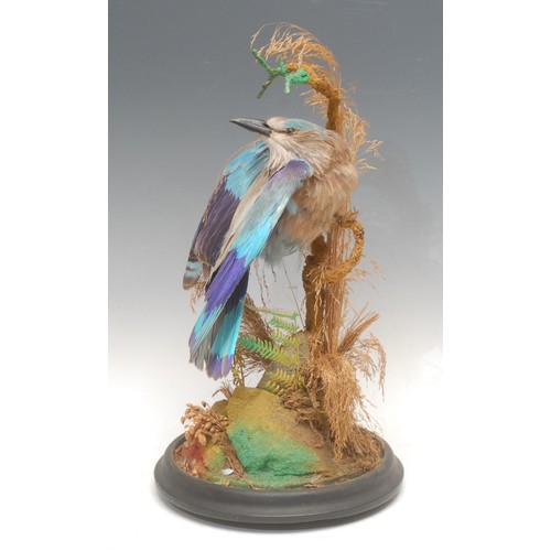 3738 - Taxidermy - a European roller bird (coracias garrulus), glass dome, ebonised base, 40cm high overall