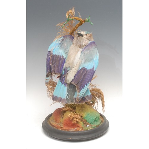 3738 - Taxidermy - a European roller bird (coracias garrulus), glass dome, ebonised base, 40cm high overall