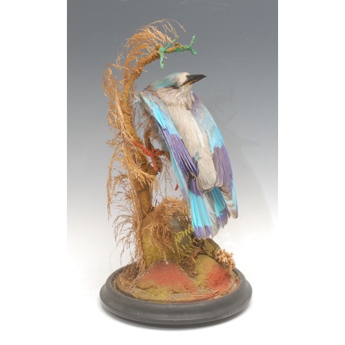 3738 - Taxidermy - a European roller bird (coracias garrulus), glass dome, ebonised base, 40cm high overall
