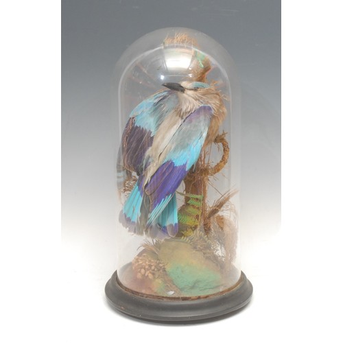 3738 - Taxidermy - a European roller bird (coracias garrulus), glass dome, ebonised base, 40cm high overall