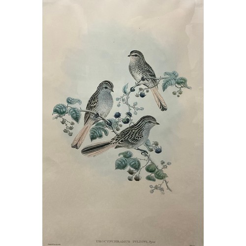 205 - John Gould (1804-1881), and W. Hart, by and after, Urocynchramus pylzowi, Przevalski’s Finch, colour... 