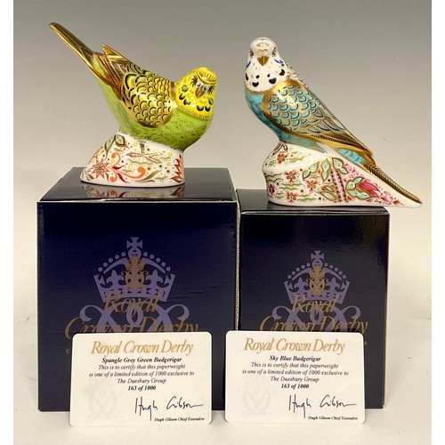 3161 - A Royal Crown Derby paperweight, Sky Blue Budgerigar, exclusive to The Duesbury Group, limited editi... 