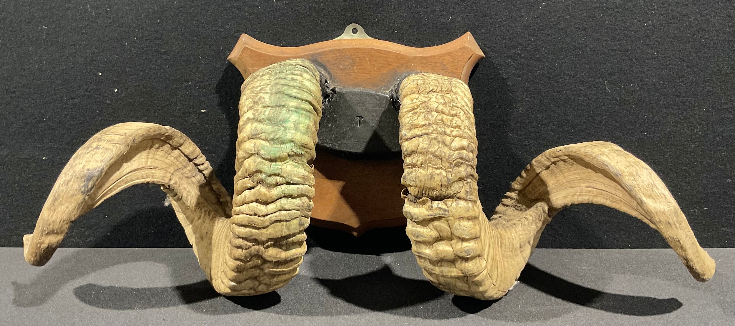 Taxidermy - a pair of Rams horns, mounted on mahogany shield, 61cm wide