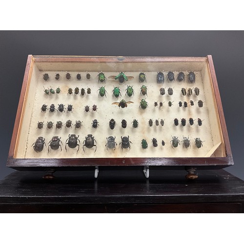 Natural History, and Taxidermy - A six drawer chest of Entomological ...