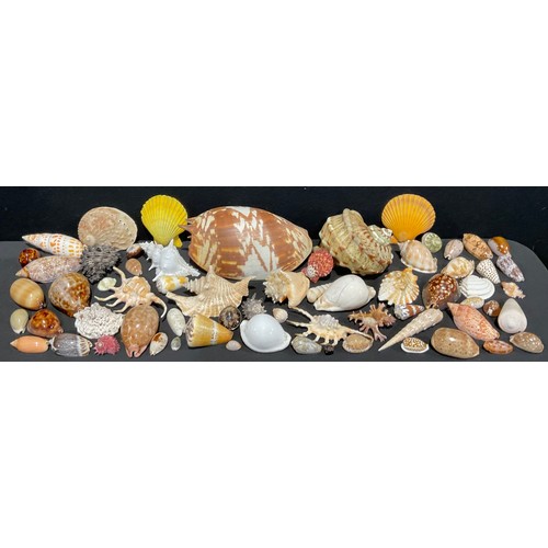 Natural History - Conchology - a naturalists collection of seashells ...