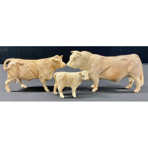 A Beswick cattle group, comprising Charolais Bull, Cow and Calf (3)