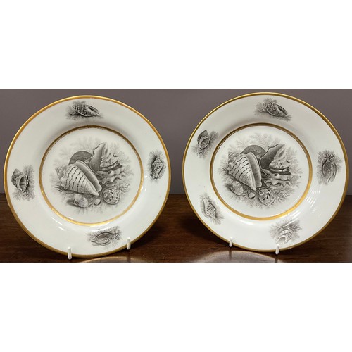 An early 19th century Barr, Flight and Barr conchological pair of ...