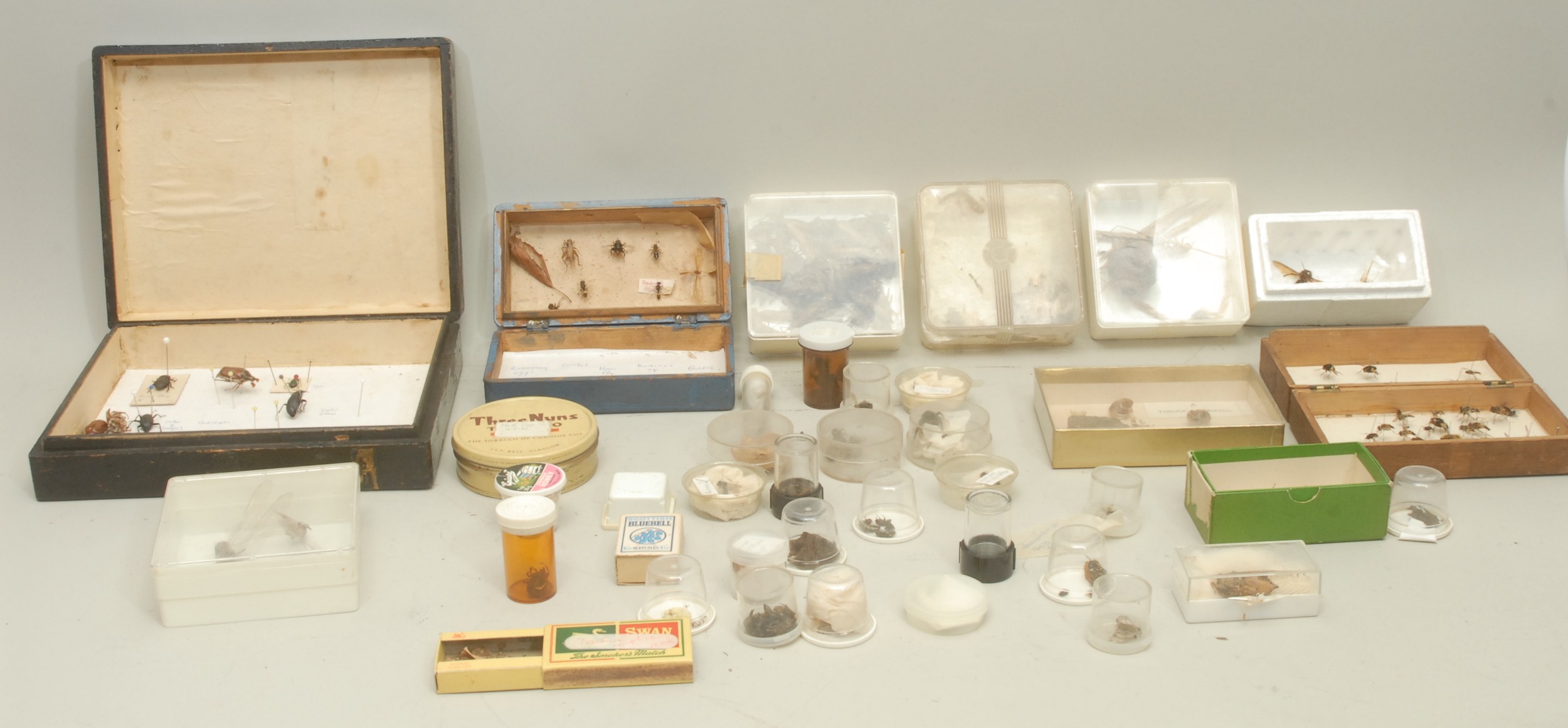 Natural History - a collection of taxidermy insects, some arranged and ...