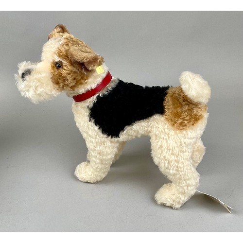 6037 - Steiff (Germany) EAN 031717 ‘Foxy’ Foxterrier, trademark 'Steiff' button to ear with red and yellow ... 