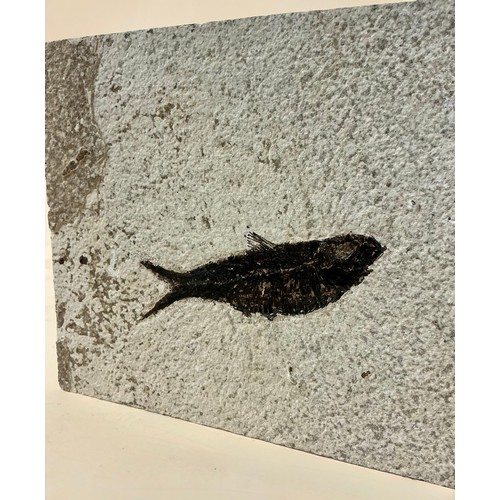 5045 - An Eocene period fossil fish, Green River Formation, Wyoming, USA, 55 million years old, 18.5cm x 18... 