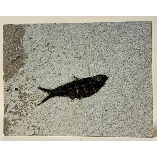 Lot 5045      