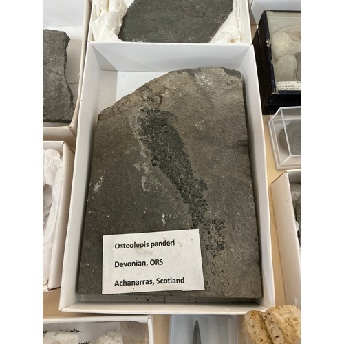 5018 - An Eocene epoch fossilised crab fragment (Harpacacinus Punctatus) on partial matrix, 45 million year... 