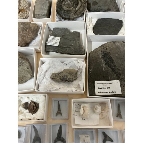 5018 - An Eocene epoch fossilised crab fragment (Harpacacinus Punctatus) on partial matrix, 45 million year... 