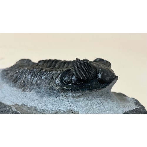 5014 - A well preserved Lower Devonian period Trilobite (Coltraneia) on matrix, most likely Atlas Mountains... 