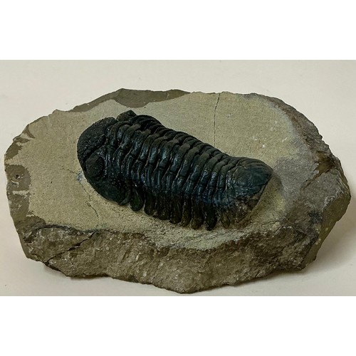 5005 - A Lower Devonian period Trilobite (Barrandeops granulops) on matrix, well preserved, 400 million yea... 