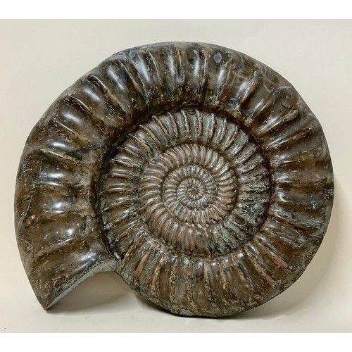 5011 - A very large British ammonite (Paracoroniceras lyra) Lower Lias, Lower Jurassic, from Lyme Regis, En... 