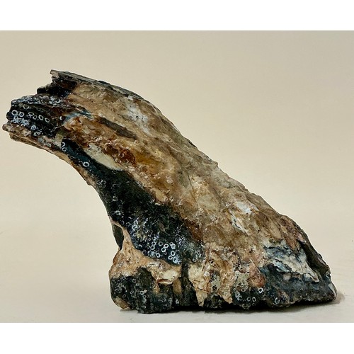 5037 - A complete juvenile Woolly Mammoth tooth (Mammuthus primigenius) with root system, Devensian, Pleist... 