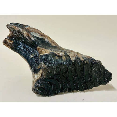 5037 - A complete juvenile Woolly Mammoth tooth (Mammuthus primigenius) with root system, Devensian, Pleist... 