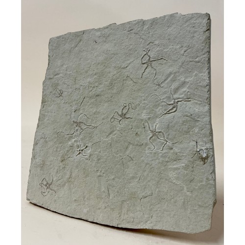 5031 - A Brittlestar cluster (Sinosura kelheimense) Tithonian, Upper Jurassic, discovered in the Solnhofen ... 
