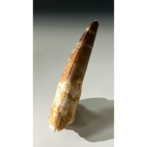 5008 - A Spinosaur (Spinosaurus aegyptus) dinosaur tooth, Cretaceous period, 110 Million Years old, Morocco... 