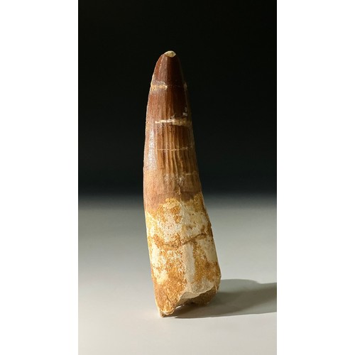 5008 - A Spinosaur (Spinosaurus aegyptus) dinosaur tooth, Cretaceous period, 110 Million Years old, Morocco... 
