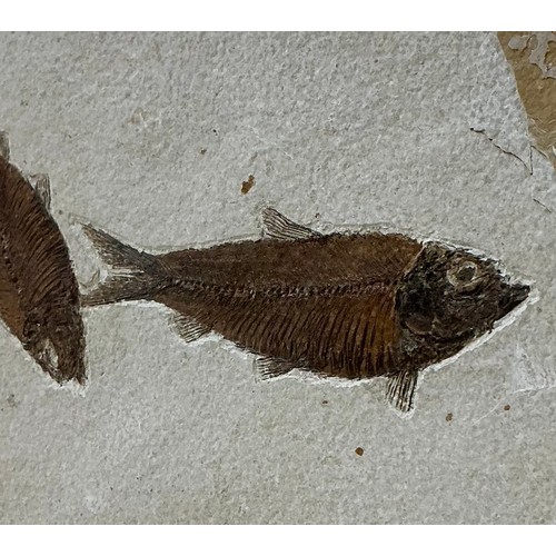 5044 - An Eocene Period fossil fish group(Knightia eocaena) well preserved large adult specimens, Kemmerer,... 
