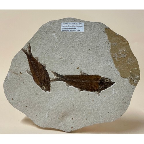 5044 - An Eocene Period fossil fish group(Knightia eocaena) well preserved large adult specimens, Kemmerer,... 