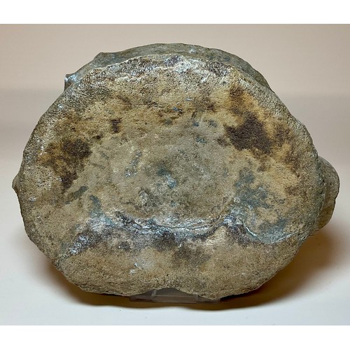 5030 - A British Upper Jurassic Period Pliosaurus dinosaur vertebrae (Stretosaurus cf. macromerus) Kimmerid... 
