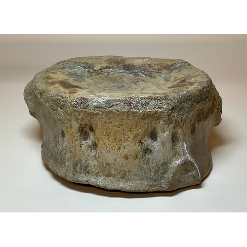 5030 - A British Upper Jurassic Period Pliosaurus dinosaur vertebrae (Stretosaurus cf. macromerus) Kimmerid... 