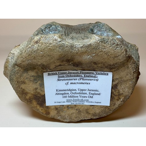 5030 - A British Upper Jurassic Period Pliosaurus dinosaur vertebrae (Stretosaurus cf. macromerus) Kimmerid... 
