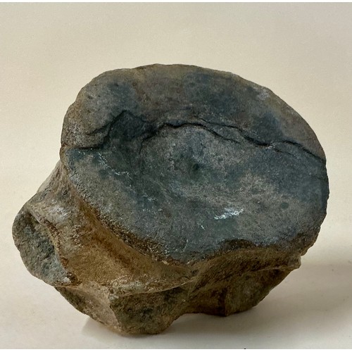 5030 - A British Upper Jurassic Period Pliosaurus dinosaur vertebrae (Stretosaurus cf. macromerus) Kimmerid... 