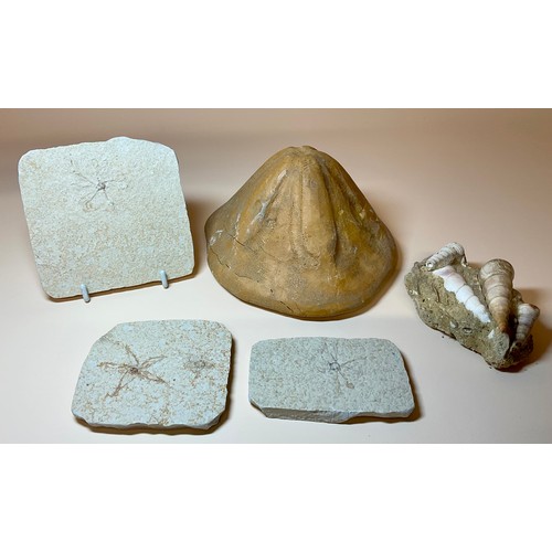 5012 - A very large Clypeaster Sea Urchin (echinoid), Miocene Period, the base approximately 17cm diameter,... 