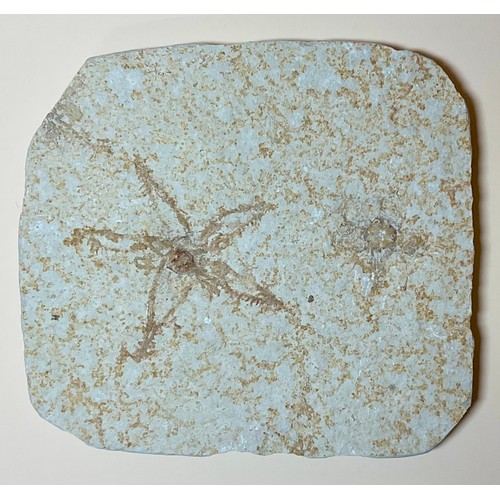 5012 - A very large Clypeaster Sea Urchin (echinoid), Miocene Period, the base approximately 17cm diameter,... 