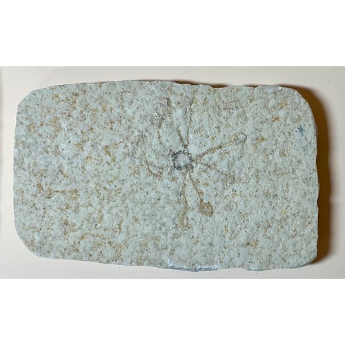 5012 - A very large Clypeaster Sea Urchin (echinoid), Miocene Period, the base approximately 17cm diameter,... 