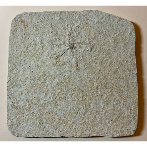 5012 - A very large Clypeaster Sea Urchin (echinoid), Miocene Period, the base approximately 17cm diameter,... 
