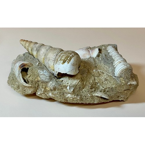 5012 - A very large Clypeaster Sea Urchin (echinoid), Miocene Period, the base approximately 17cm diameter,... 
