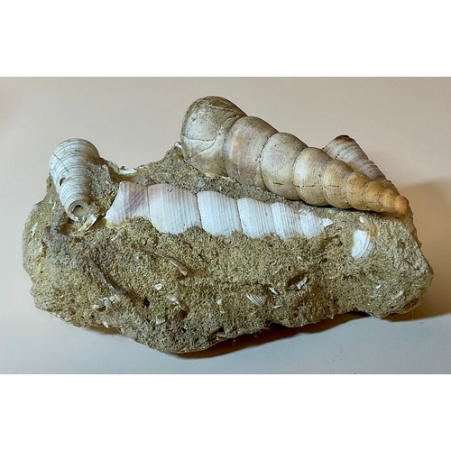 5012 - A very large Clypeaster Sea Urchin (echinoid), Miocene Period, the base approximately 17cm diameter,... 