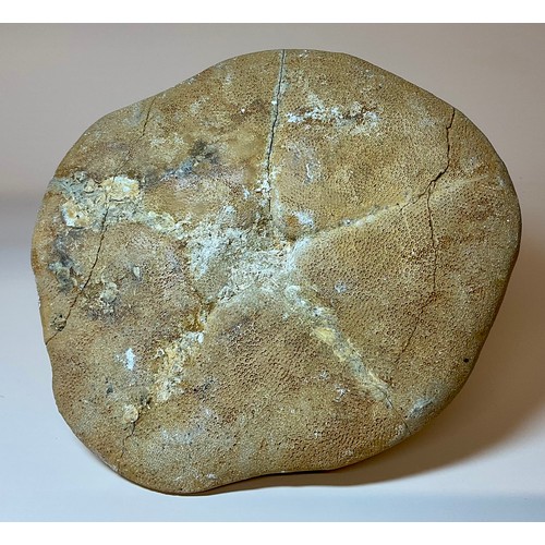 5012 - A very large Clypeaster Sea Urchin (echinoid), Miocene Period, the base approximately 17cm diameter,... 
