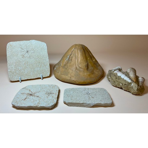 5012 - A very large Clypeaster Sea Urchin (echinoid), Miocene Period, the base approximately 17cm diameter,... 