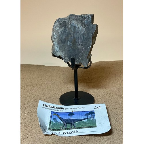 5027 - A Jurassic Period Camarasaurus vertebrae section on stand, sculptural form, Morrison Formation, Wyom... 